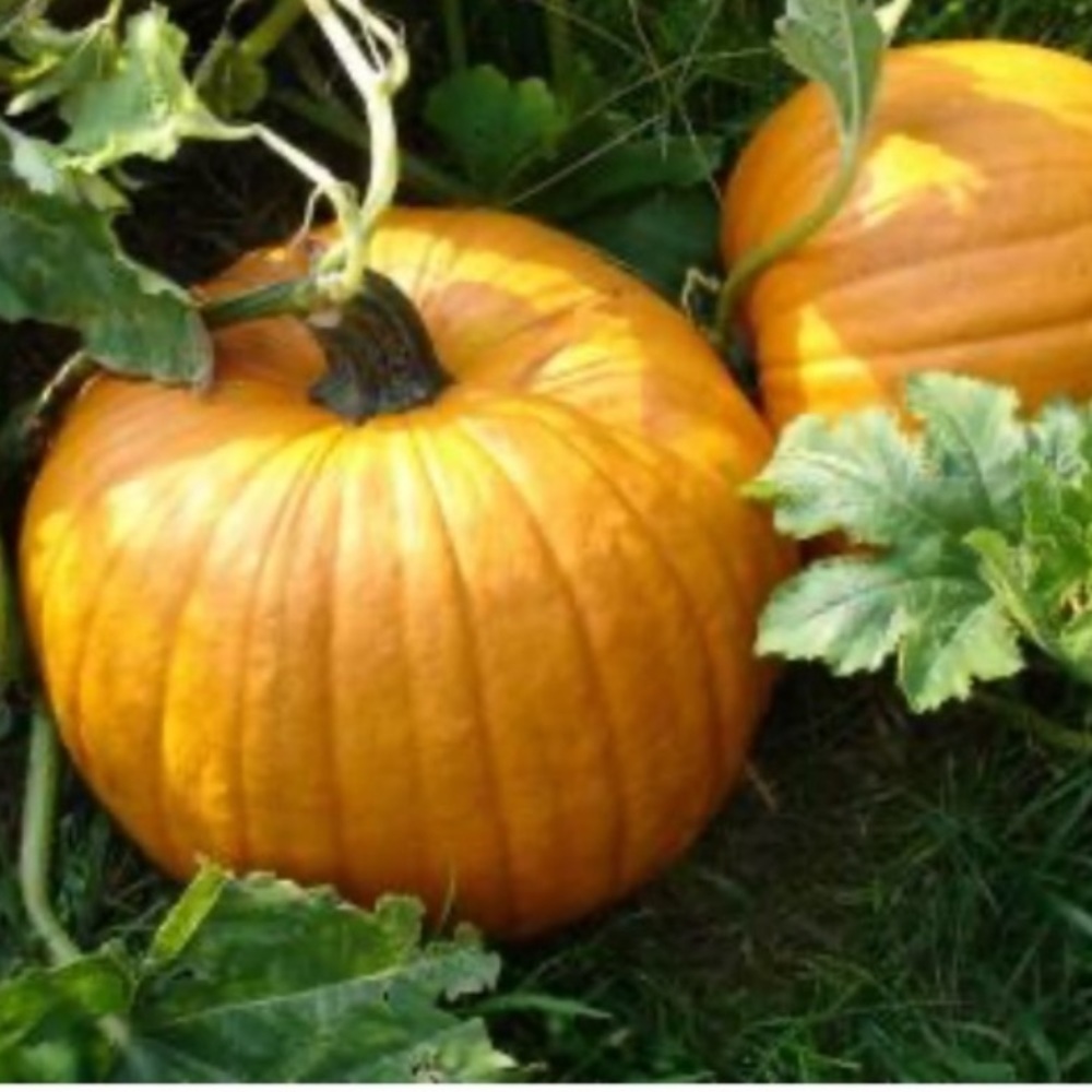 Organic Pumpkin Seeds for planting